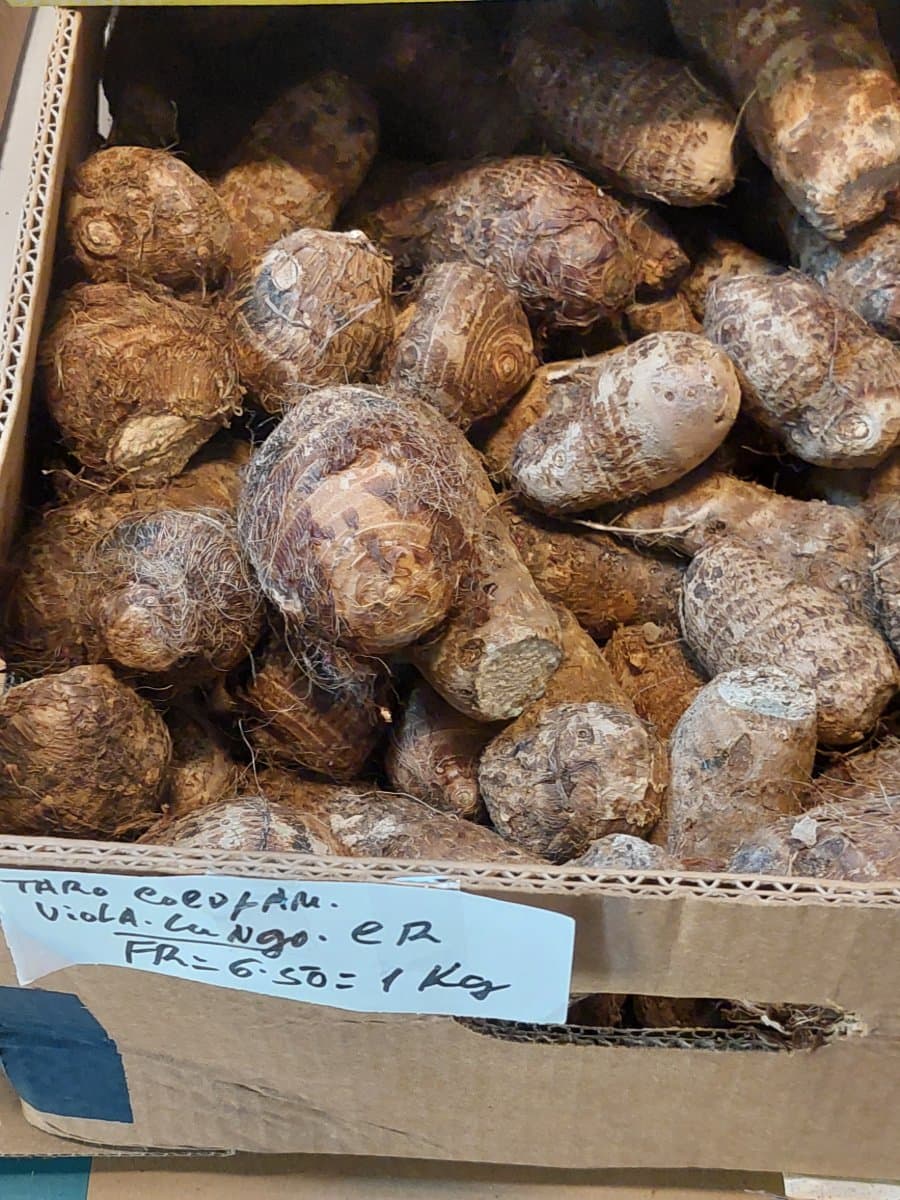Taro Colotam
